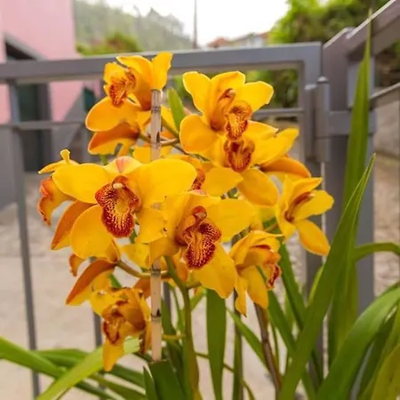 Casa Silva Daire Calheta (Madeira)