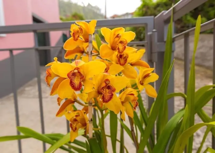 Casa Silva Apartment Calheta (Madeira)