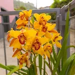 Casa Silva アパート カリェタ